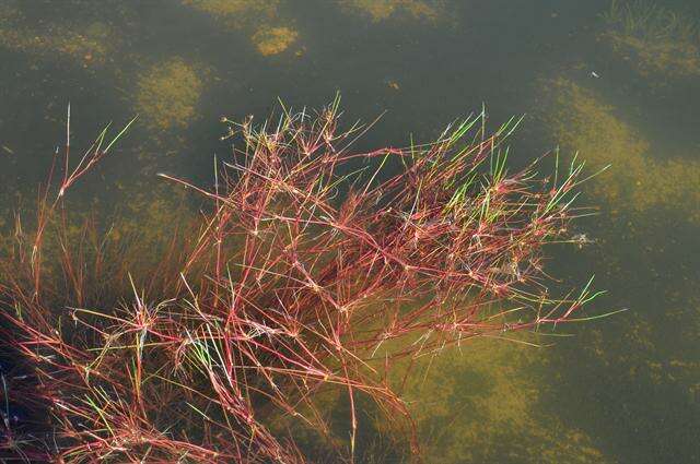 Imagem de Juncus bulbosus L.