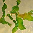 Image of <i>Potamogeton</i> perfoliatus × Potamogeton <i>praelongus</i>