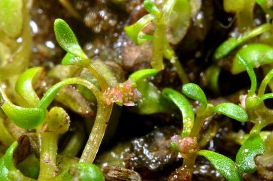 Image of waterwort