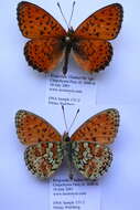 Image of Twin-spot Fritillary