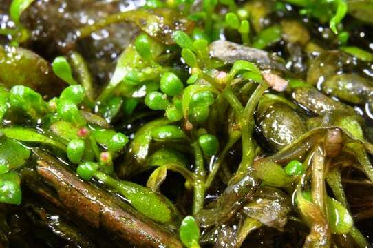 Image of waterwort