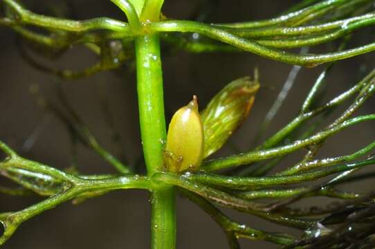 Image of Ceratophyllales