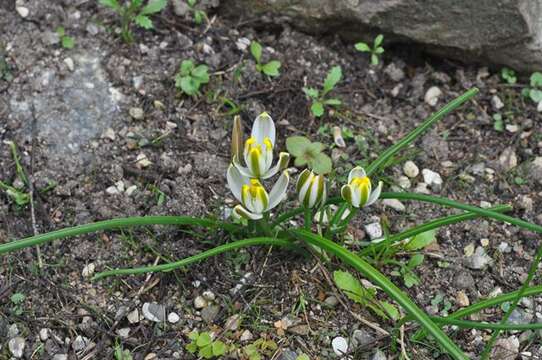 Image of Albuca