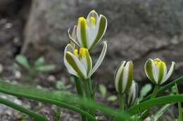 Image of Albuca