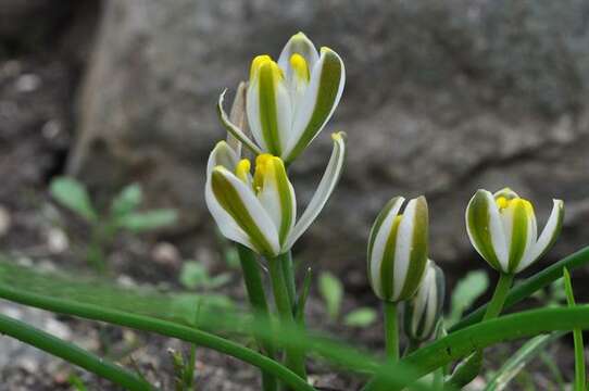 Image of Albuca