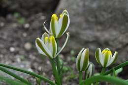 Image of Albuca