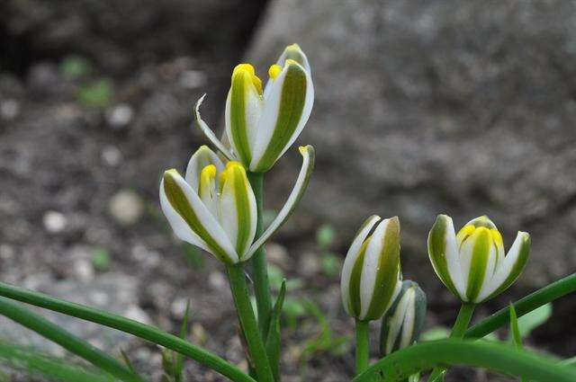 Image of Albuca