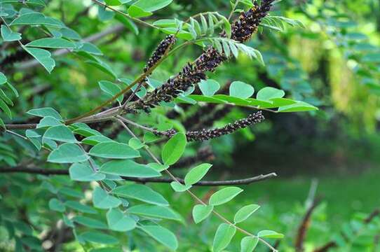 Image of false indigo