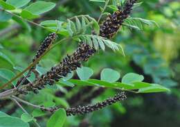 Image of false indigo