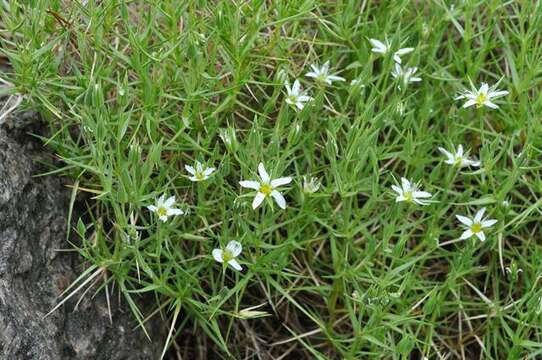 Image of Arenaria pungens Lag.