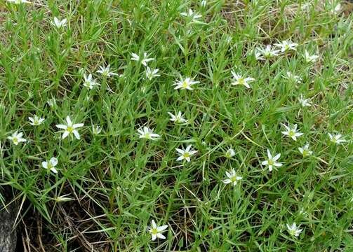 Image of Arenaria pungens Lag.