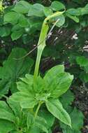 Image of arisaema