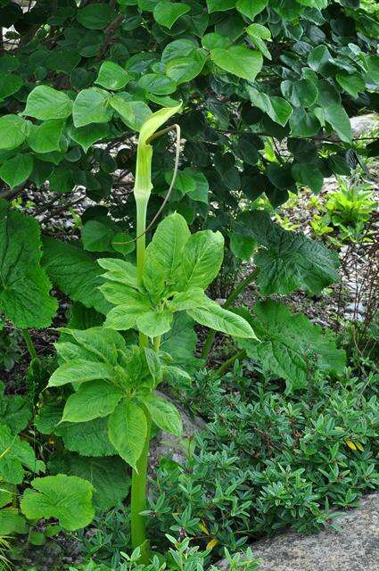 Image of arisaema