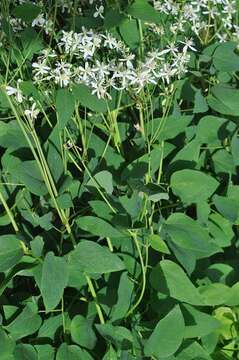 Imagem de Clematis lathyrifolia Bess. ex Reichb.