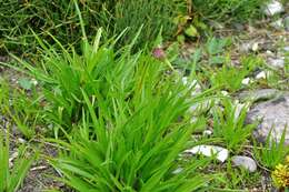 Image de Commelina