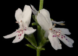 Image of Westringia rigida R. Br.