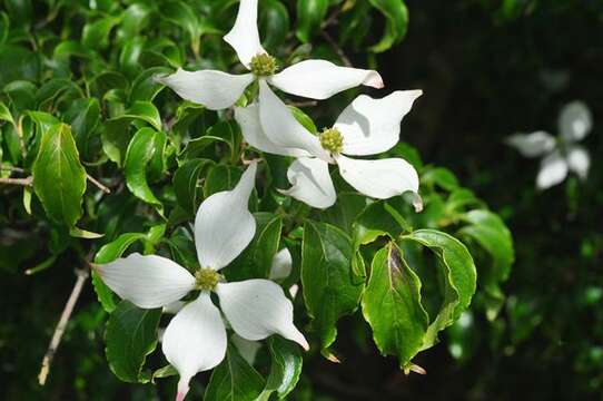 Image of Cornus kousa subsp. chinensis (Osborn) Q. Y. Xiang