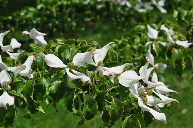 Image of Cornus kousa subsp. chinensis (Osborn) Q. Y. Xiang