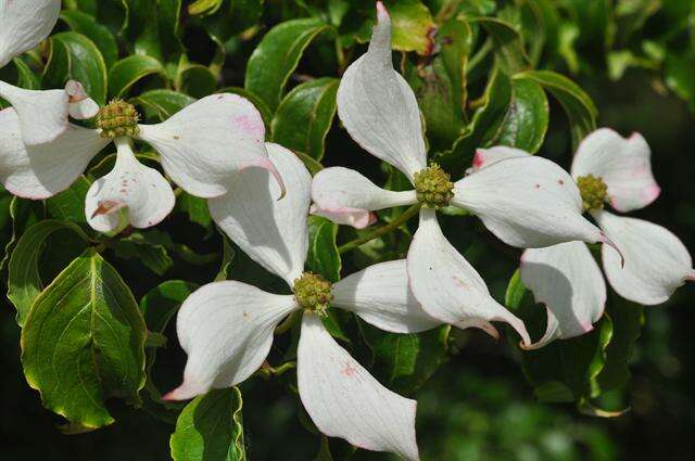 Image of Cornus kousa subsp. chinensis (Osborn) Q. Y. Xiang