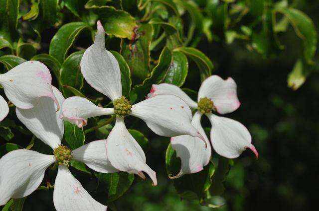 Image of Cornus kousa subsp. chinensis (Osborn) Q. Y. Xiang