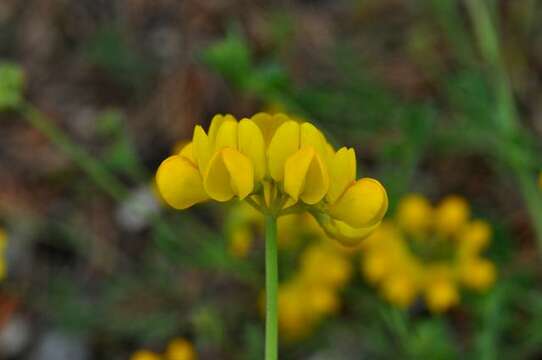 Image of crownvetch