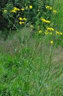 Image of hawksbeard