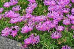 Image of Delosperma cooperi (Hook. fil.) L. Bol.