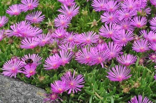 Imagem de Delosperma cooperi (Hook. fil.) L. Bol.