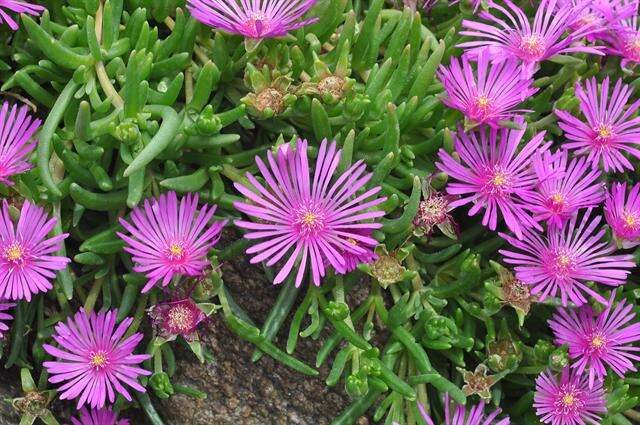 Image of Delosperma cooperi (Hook. fil.) L. Bol.