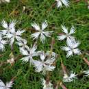 صورة Dianthus noeanus Boiss.