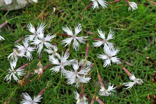 صورة Dianthus noeanus Boiss.