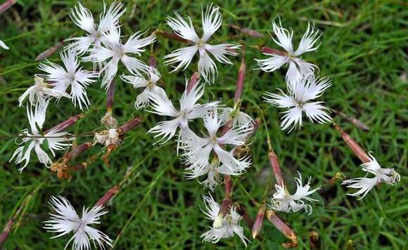 صورة Dianthus noeanus Boiss.