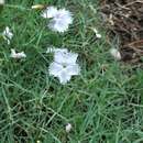 صورة Dianthus pyrenaicus Pourret