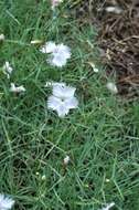 صورة Dianthus pyrenaicus Pourret