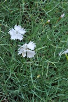 صورة Dianthus pyrenaicus Pourret