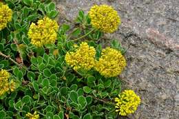 Image of sulphur-flower buckwheat