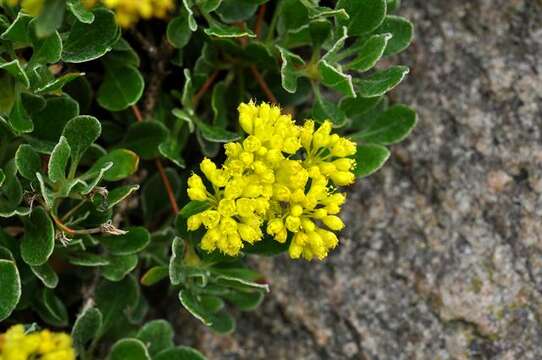 Image of sulphur-flower buckwheat