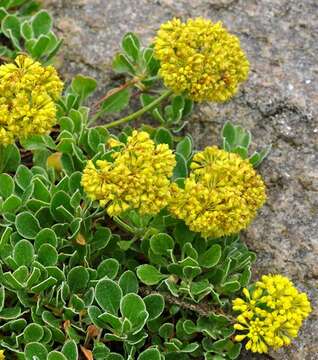 Image of sulphur-flower buckwheat