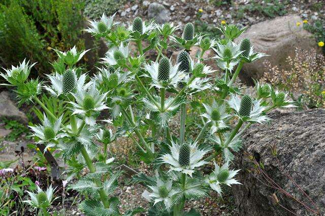 Plancia ëd Eryngium