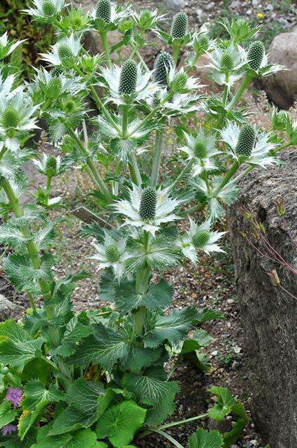 Imagem de Eryngium