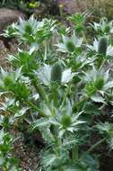 Plancia ëd Eryngium