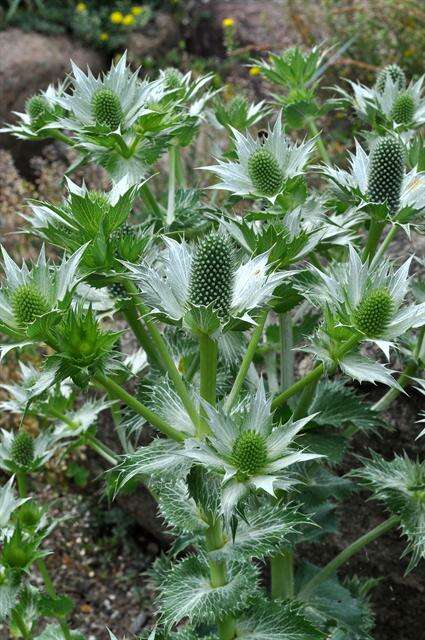 Imagem de Eryngium