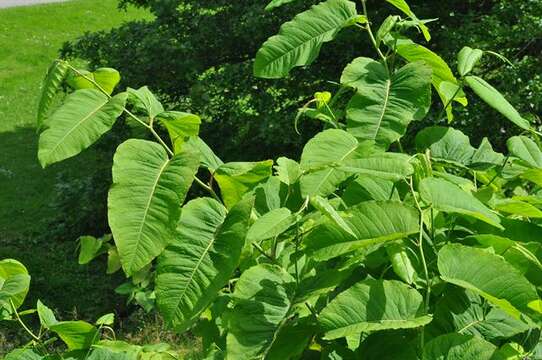 Image of Giant Knotweed