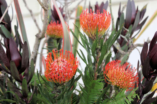 Image of red pincushion-protea