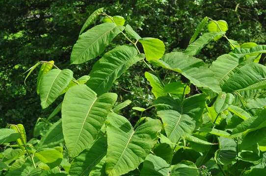 Image of Giant Knotweed