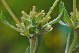 Image of common cottonrose