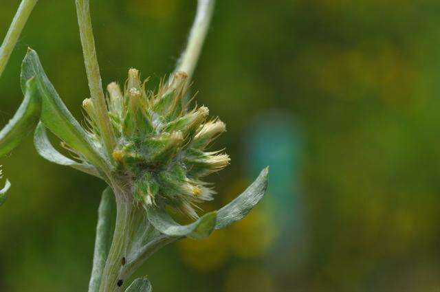 Image of common cottonrose