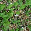 Image of Geranium brevicaule Hook.