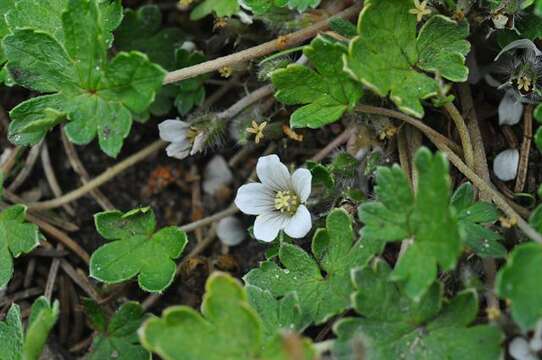 Imagem de Geranium brevicaule Hook.