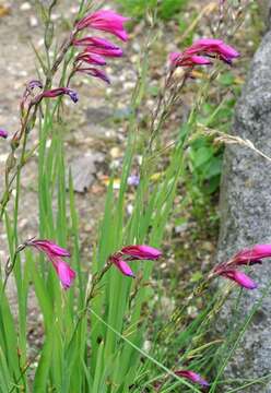 Image of gladiolus